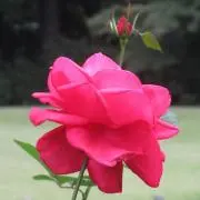 ねづの画像