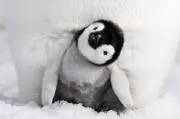 ピグの画像