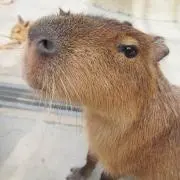 hidemacの画像