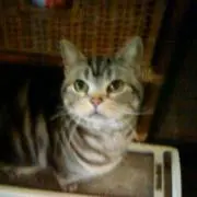 サラ