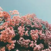 アンパンマンの画像