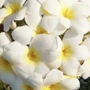 ⭐︎あめ⭐︎の画像