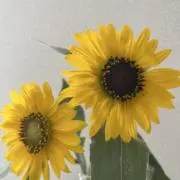 ms