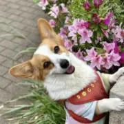 MIKO♪の画像