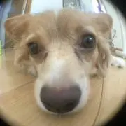 もじら