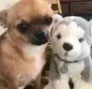 しゅが✨✨の画像