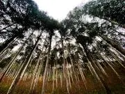 monoの画像