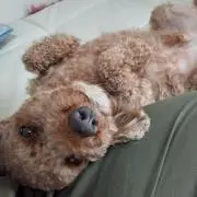まえのんの画像