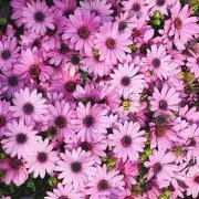 ◯Narumiの画像