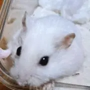 ハムちゃん(プロフ一読下さい)の画像