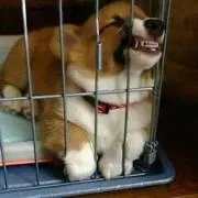 れん