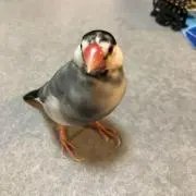 あーちゃんの画像