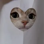 Hanaの画像