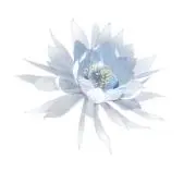 蝶の画像