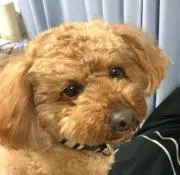 ここにゃんの画像