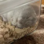 はむ