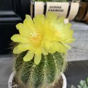 nikoの画像