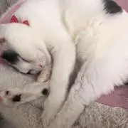 ごまはちの画像