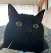 シンザント