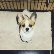 ニチョの画像