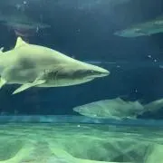 あおの画像