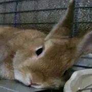 daleの画像