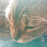 わー。の画像