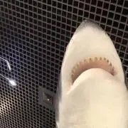 さとうきび