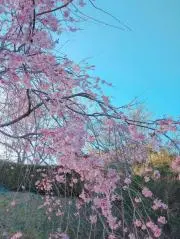 晴❀の画像