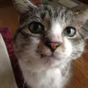 ひがしの画像