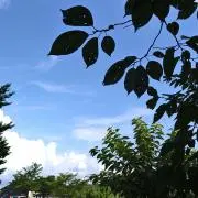 aozoraの画像