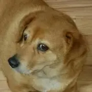 ポテト