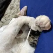 あかふみの画像