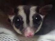 いろはすの画像