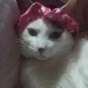 白いネコの画像