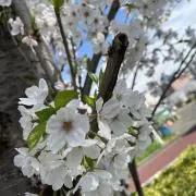mynnnnnの画像