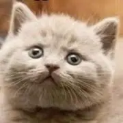 うさぎちゃんの画像