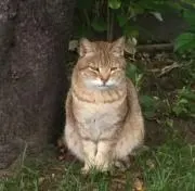 たあたん