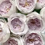 YOYOの画像