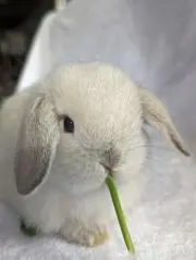 Bunny Treeの画像