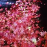 hmnの画像