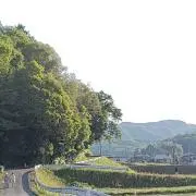 のんの画像