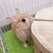 うさ♡くま（プロフ必読！）の画像