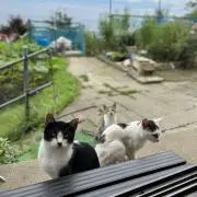 msrの画像