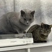 さすけの画像