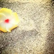 nono♪の画像