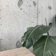 すんの画像