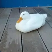 要の画像