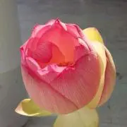 さちこ