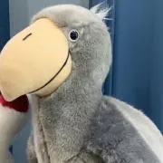 ハシビロ コウの画像